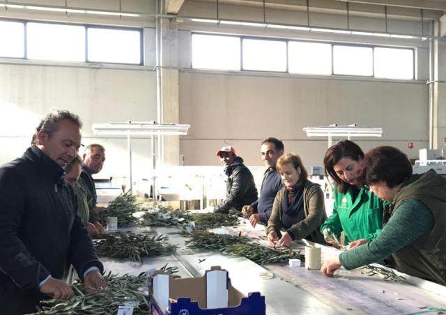 Rossano - Palme, 80 mila ramoscelli per il Papa