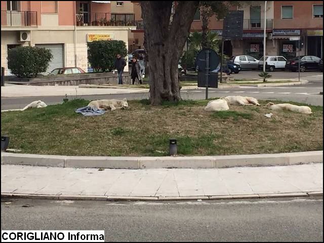 Rossano - Randagismo, stop canili-parcheggio