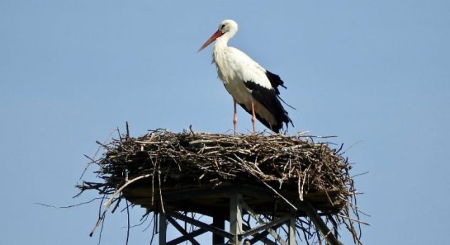 Le cicogne sono tornate a ripopolare la Sibaritide