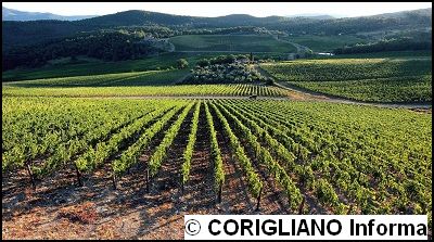IL VIGNETO ITALIA SI FA PI PICCOLO