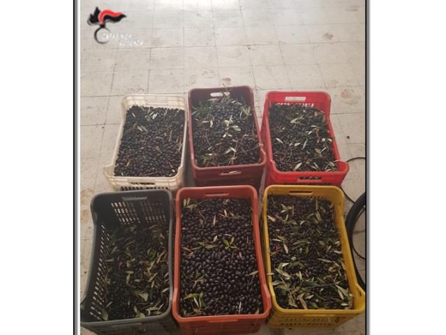 Cassano, arrestati due soggetti: rubavano le olive da un fondo agricolo e ne avevano gi raccolte oltre 200 kg