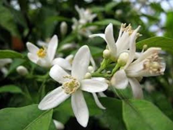 Fusione, Comitato Fiori dArancio: e adesso revocateci tutti!
