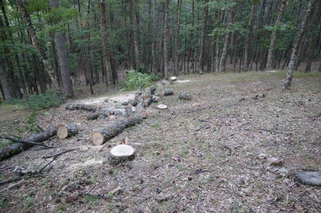 Corigliano Rossano: sorpreso dai carabinieri a tagliare abusivamente alcuni alberi: arrestato