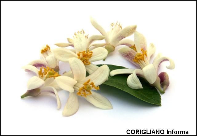 A Corigliano Rossano un workshop tecnico & laboratorio di European project management
