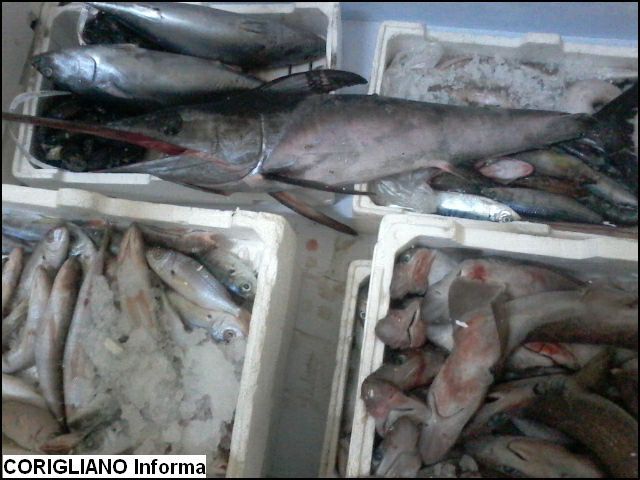 GdF: Sequestrati oltre 500 kg di pesce nocivo e denunciato il  venditore