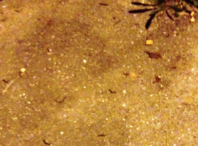 I cittadini di Corigliano Calabro passeggiano tra vermi ed escrementi di animali