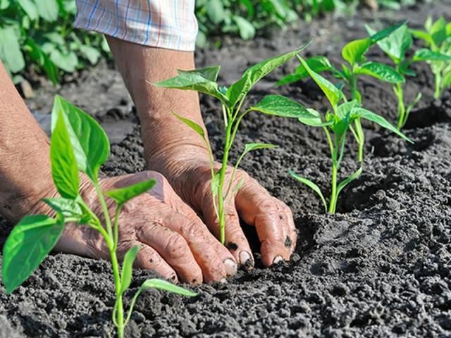 La Regione rilancia lagricoltura biologica con un nuovo bando