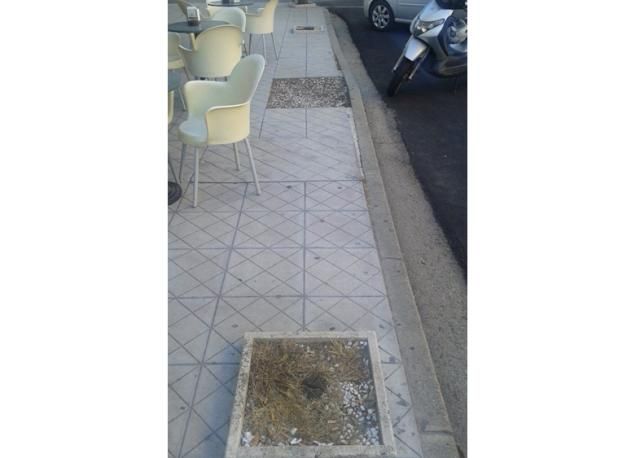 Rimpiazzare gli alberi mancanti dello scalo cittadino di Corigliano