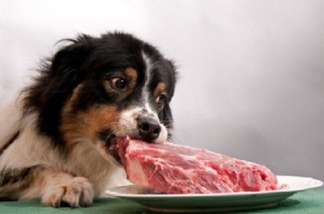 SIINARDI: Tra disoccupati, indigenti e cani, cosa ha scelto Geraci?
