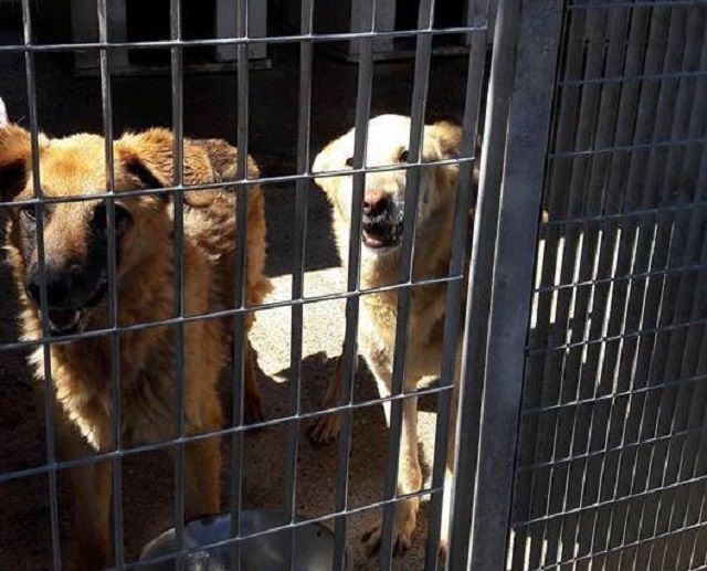 Tuteliamo i nostri amici animali